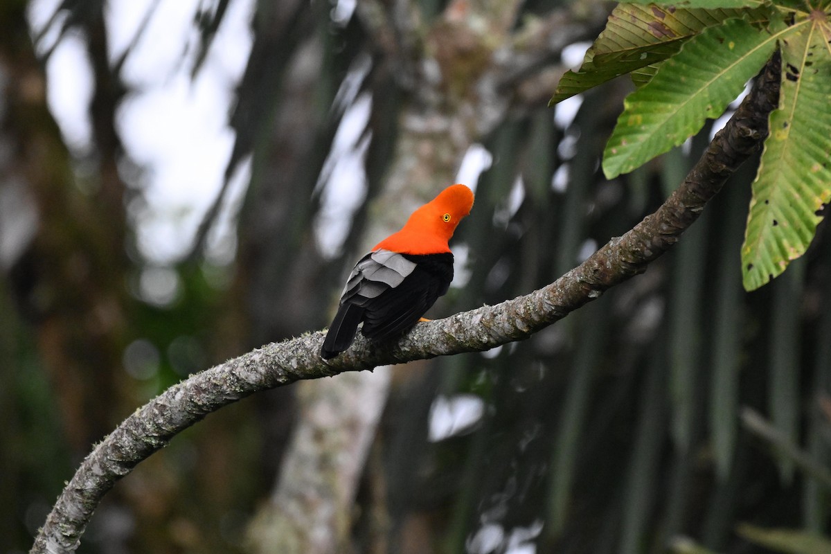 Andean Cock-of-the-rock - ML646110076