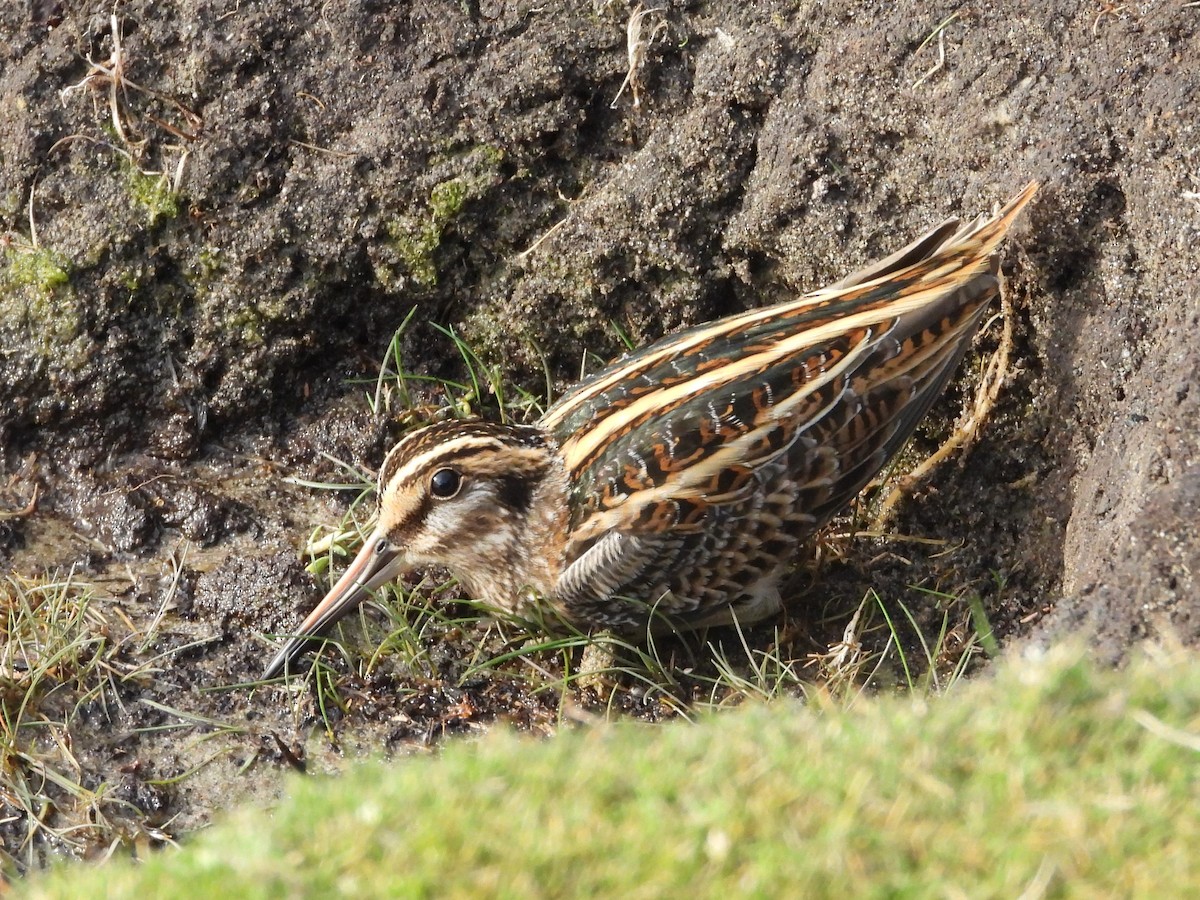 Agachadiza Chica - ML646110078
