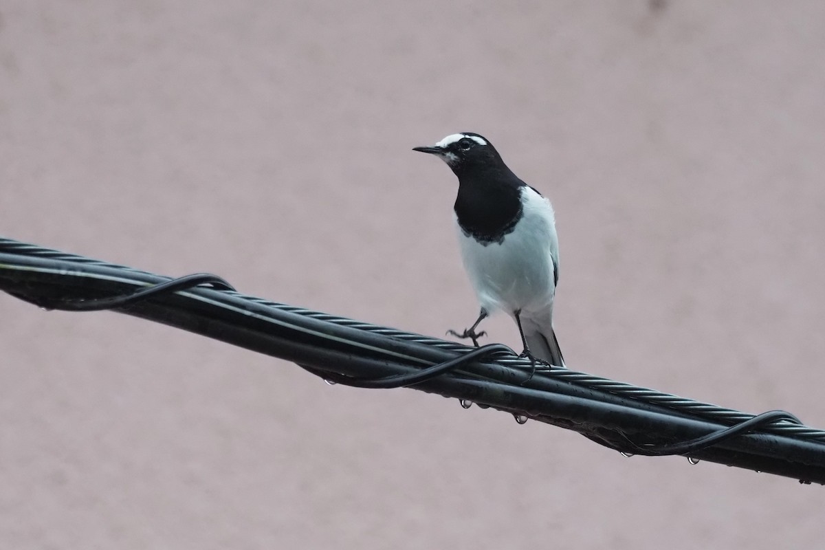 Japanese Wagtail - ML646110079