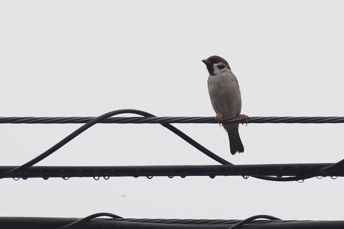 Eurasian Tree Sparrow - ML646110081