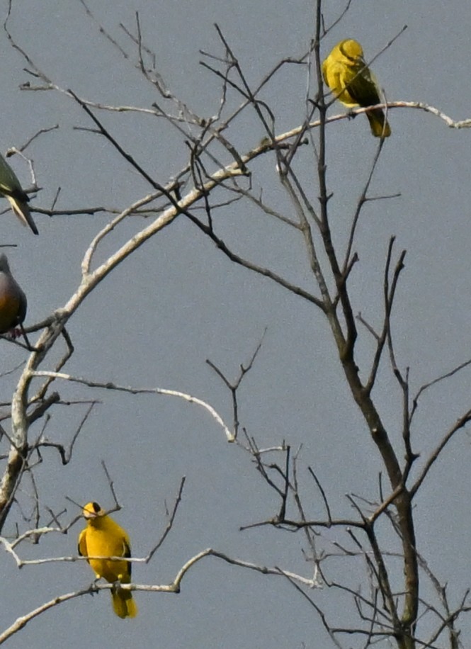 Black-naped Oriole - ML646110091