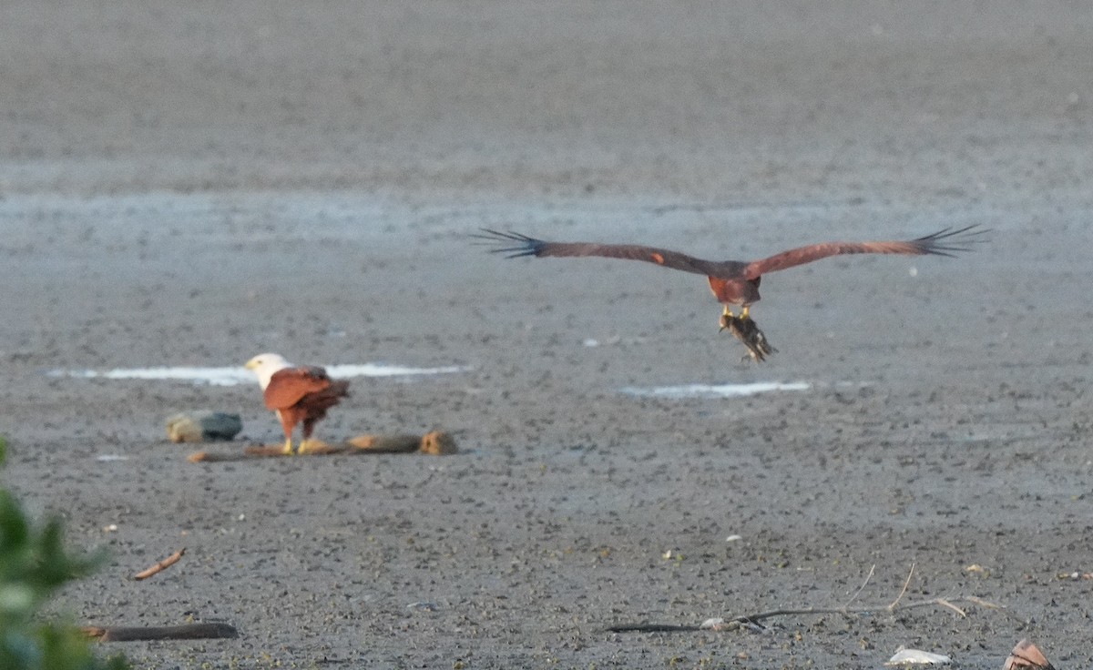 Brahminy Kite - ML646110093