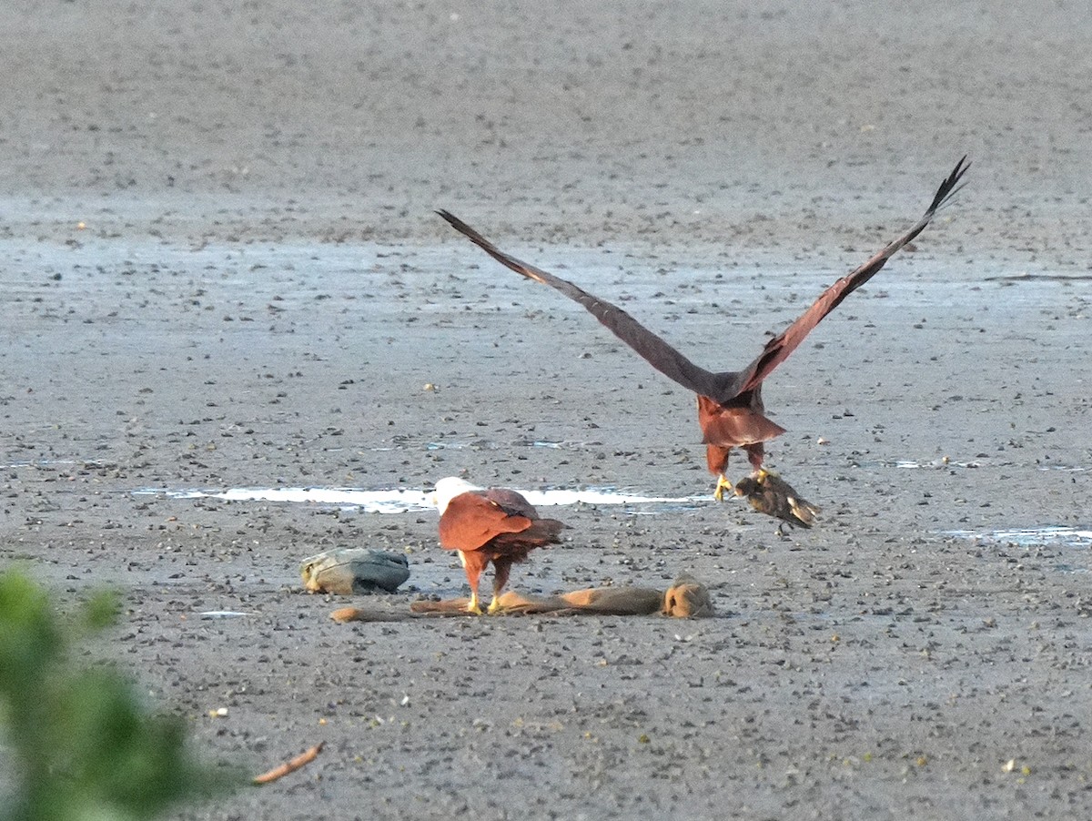Brahminy Kite - ML646110094