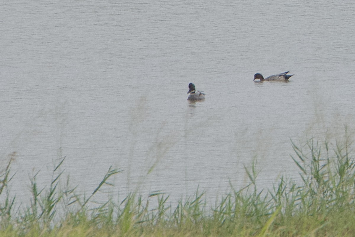 Falcated Duck - ML646110096