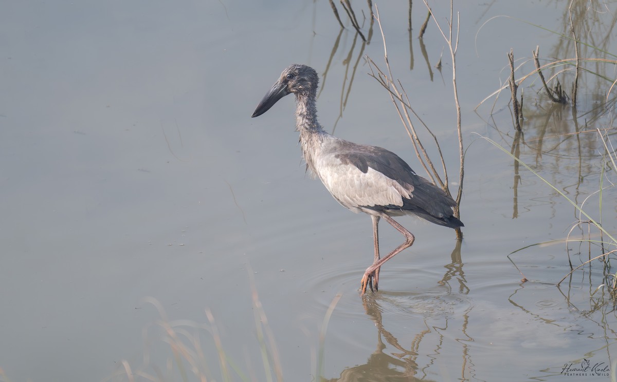 Asian Openbill - ML646110097