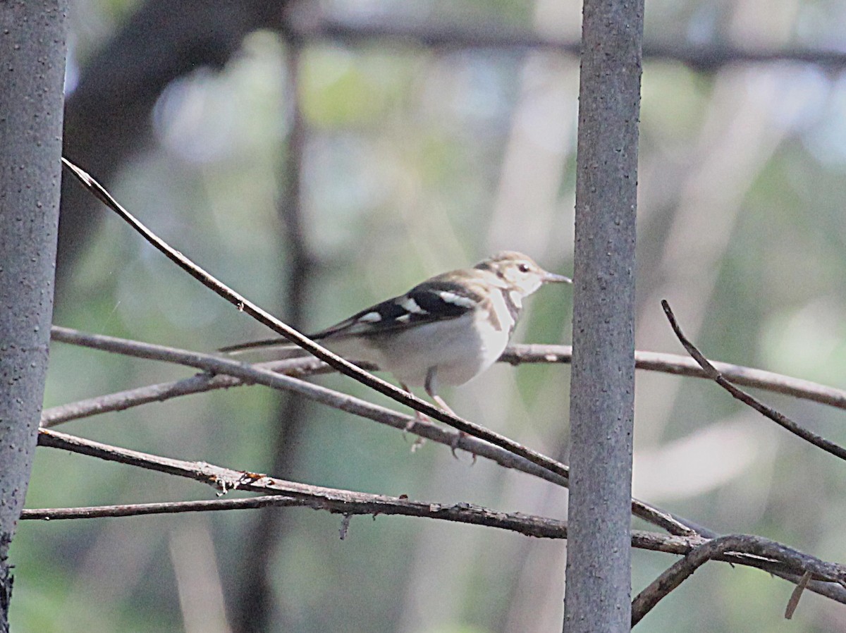 Forest Wagtail - ML646110098