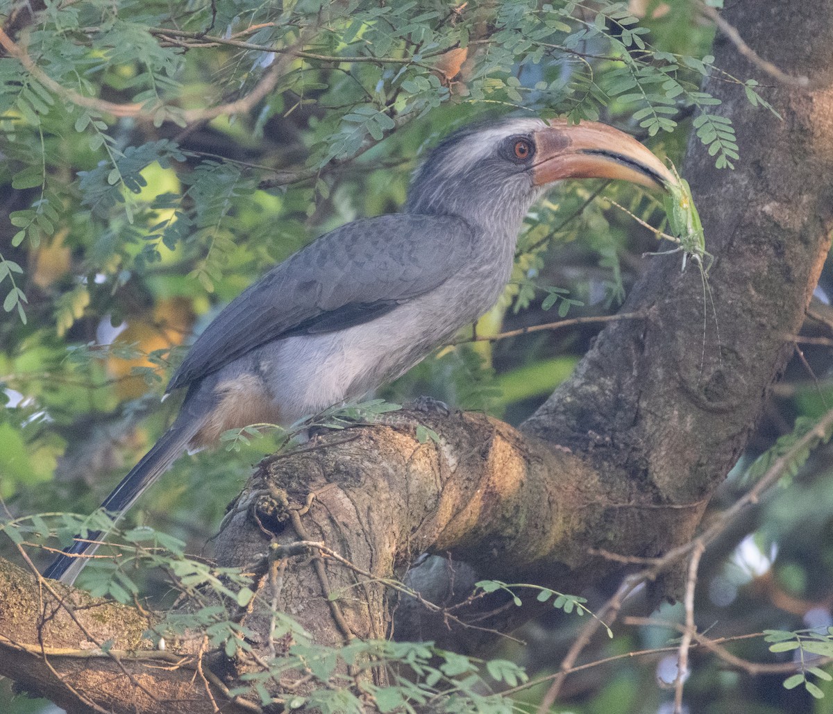Malabar Gray Hornbill - ML646110103