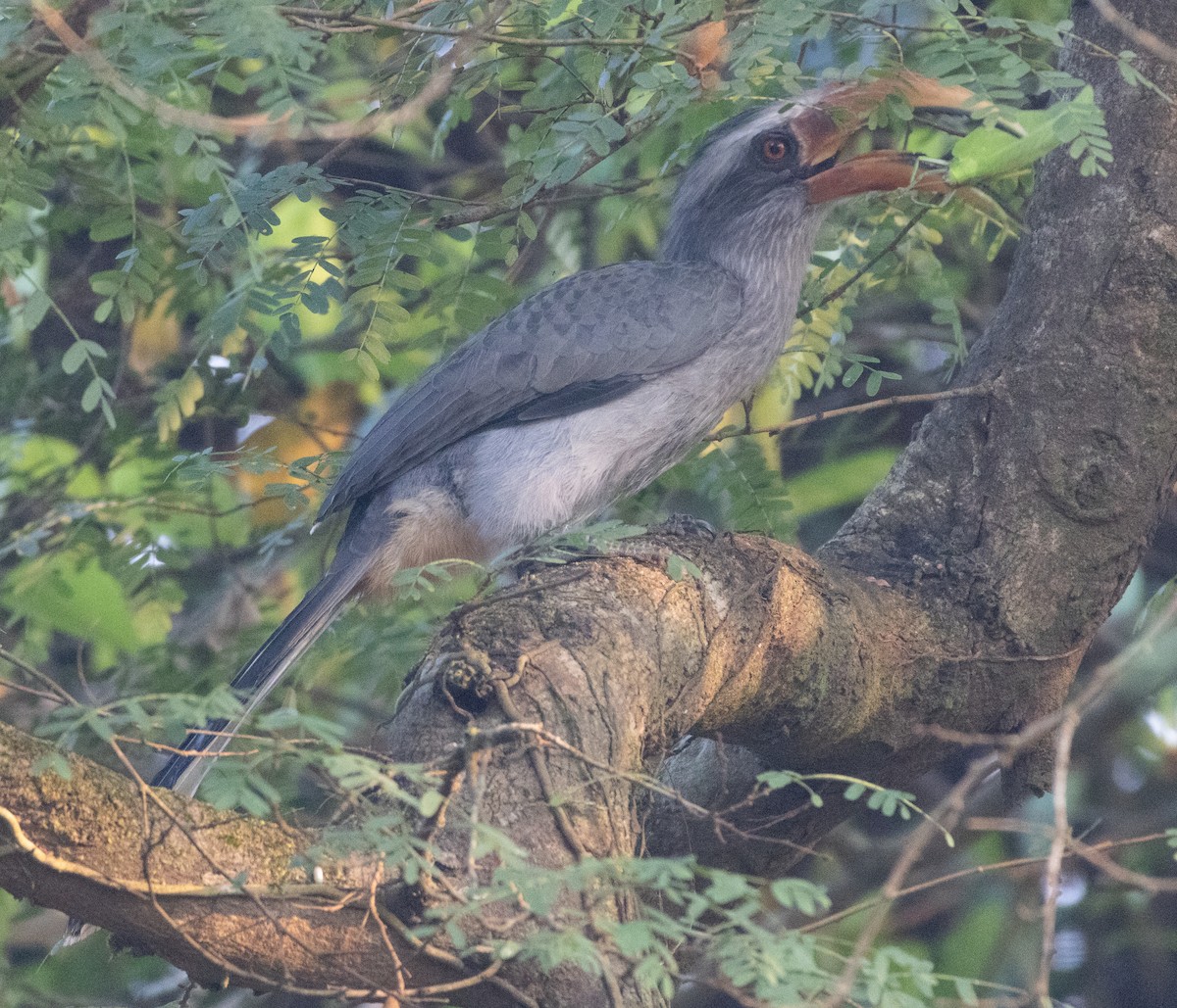 Malabar Gray Hornbill - ML646110112