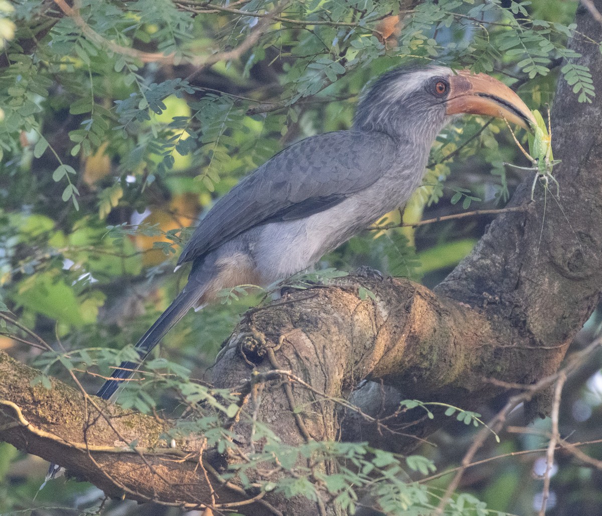 Malabar Gray Hornbill - ML646110113