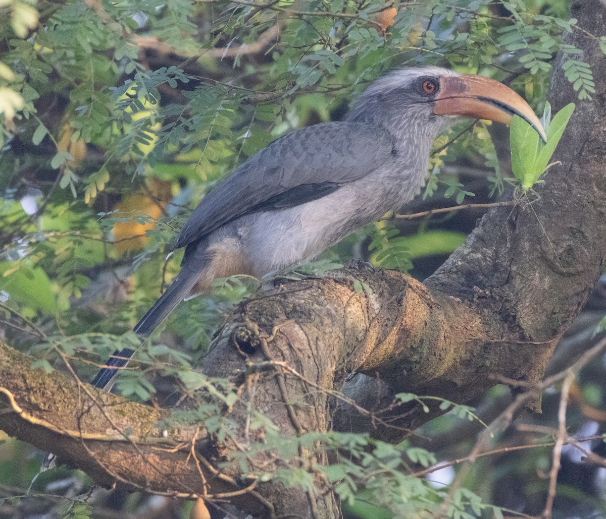Malabar Gray Hornbill - ML646110115