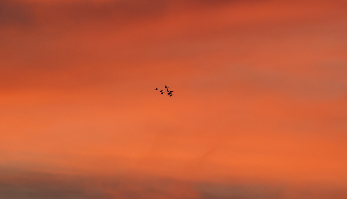 鴨亞科(鴨類) - ML646110116