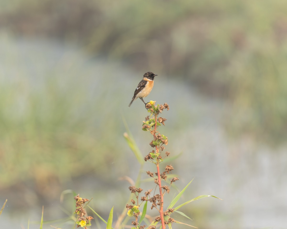 Siberian Stonechat - ML646110117