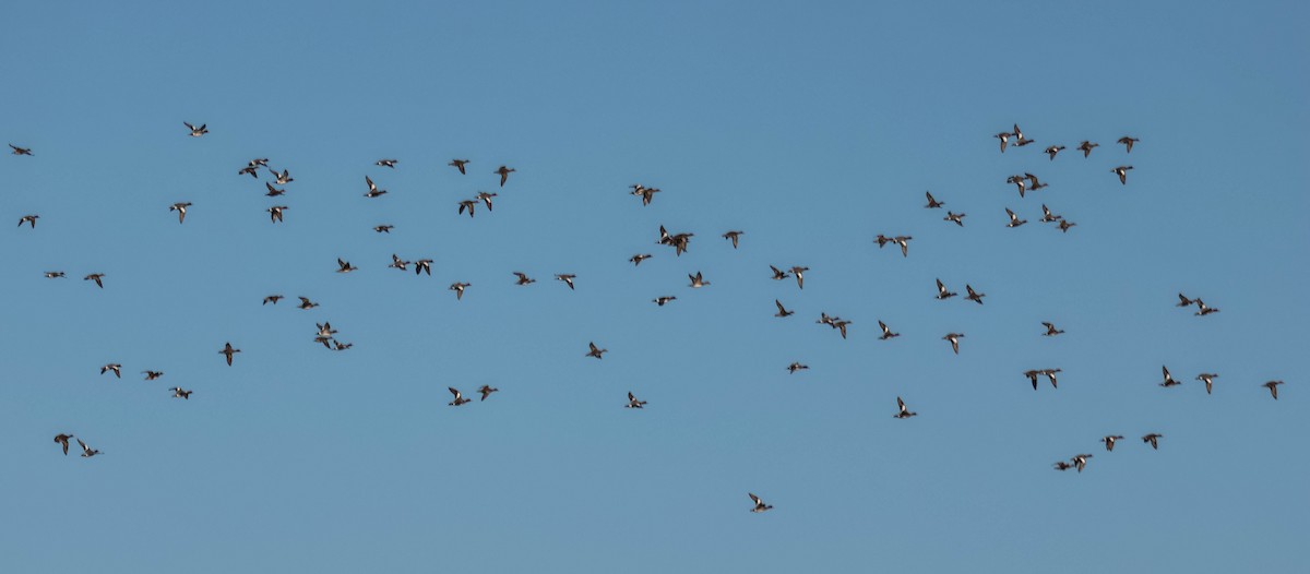 赤頸鴨 - ML646110119