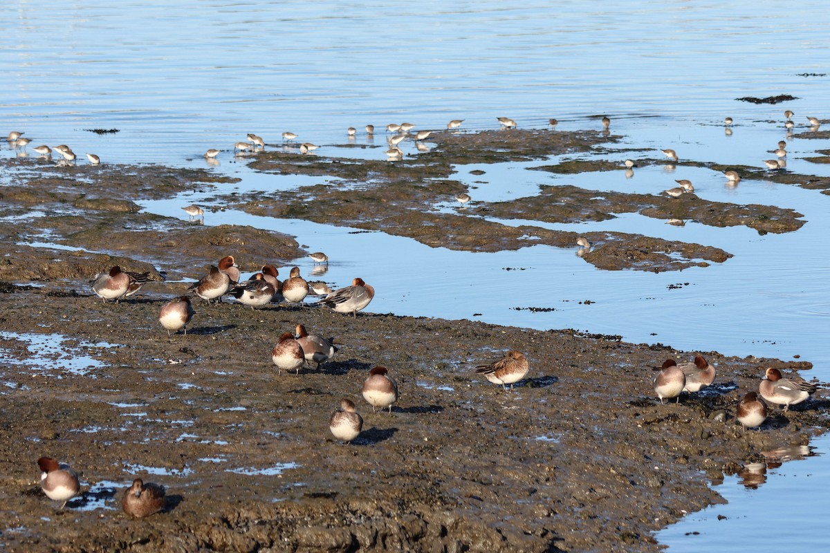 赤頸鴨 - ML646110120