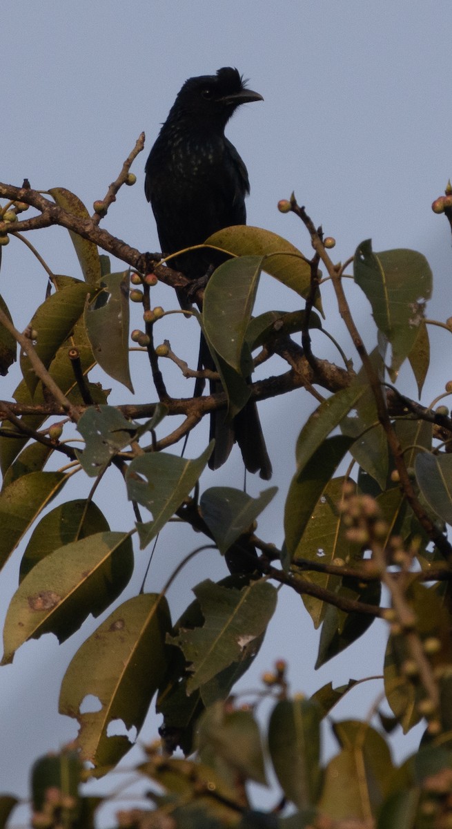 小卷尾 - ML646110121