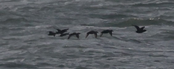 Surf/Black Scoter - ML646110122