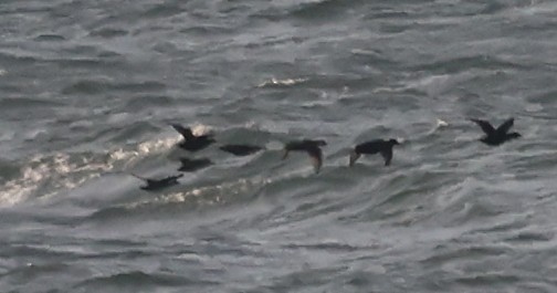 Surf/Black Scoter - ML646110123