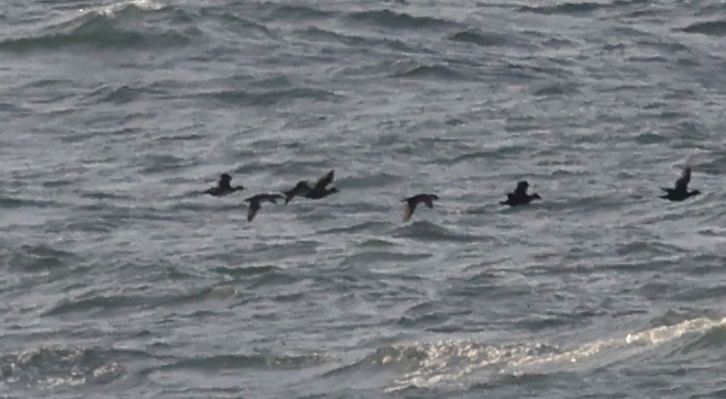 Surf/Black Scoter - ML646110124