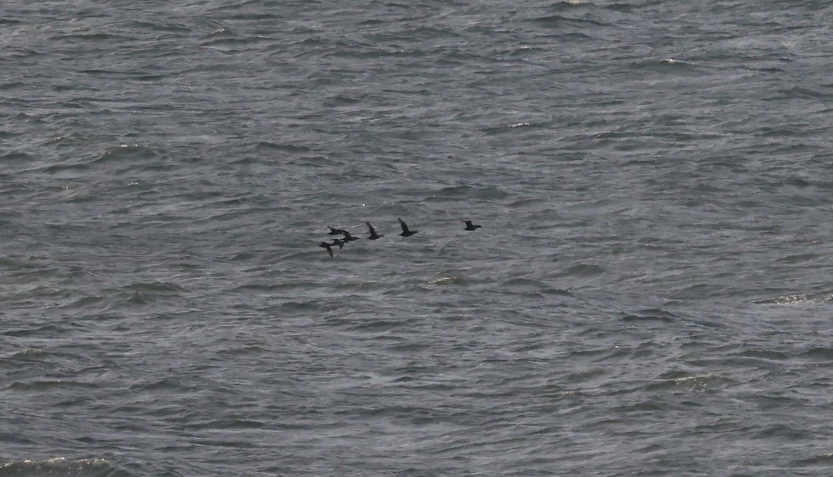 Surf/Black Scoter - ML646110126