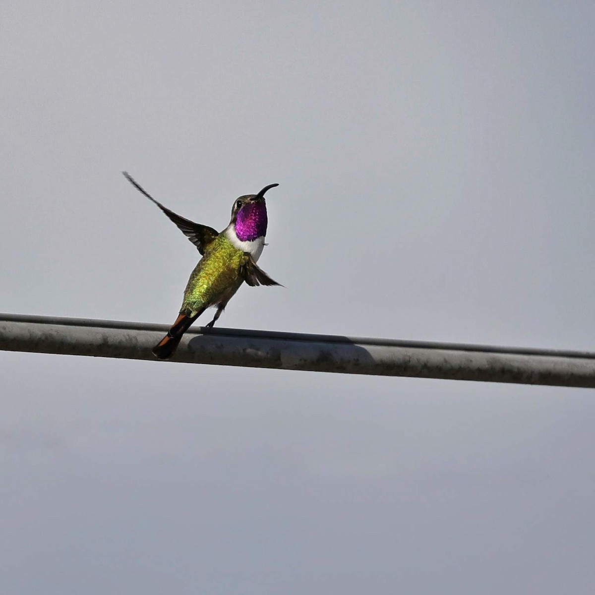 Mexican Sheartail - ML646110127