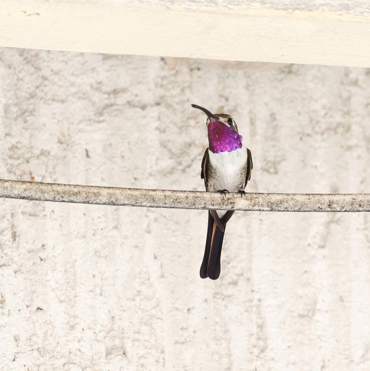 Mexican Sheartail - ML646110128