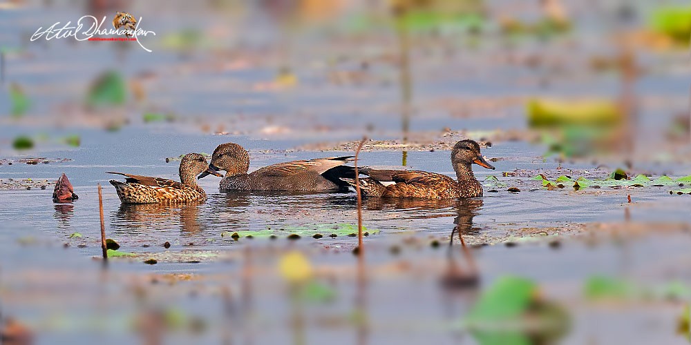 赤膀鴨 - ML646110129