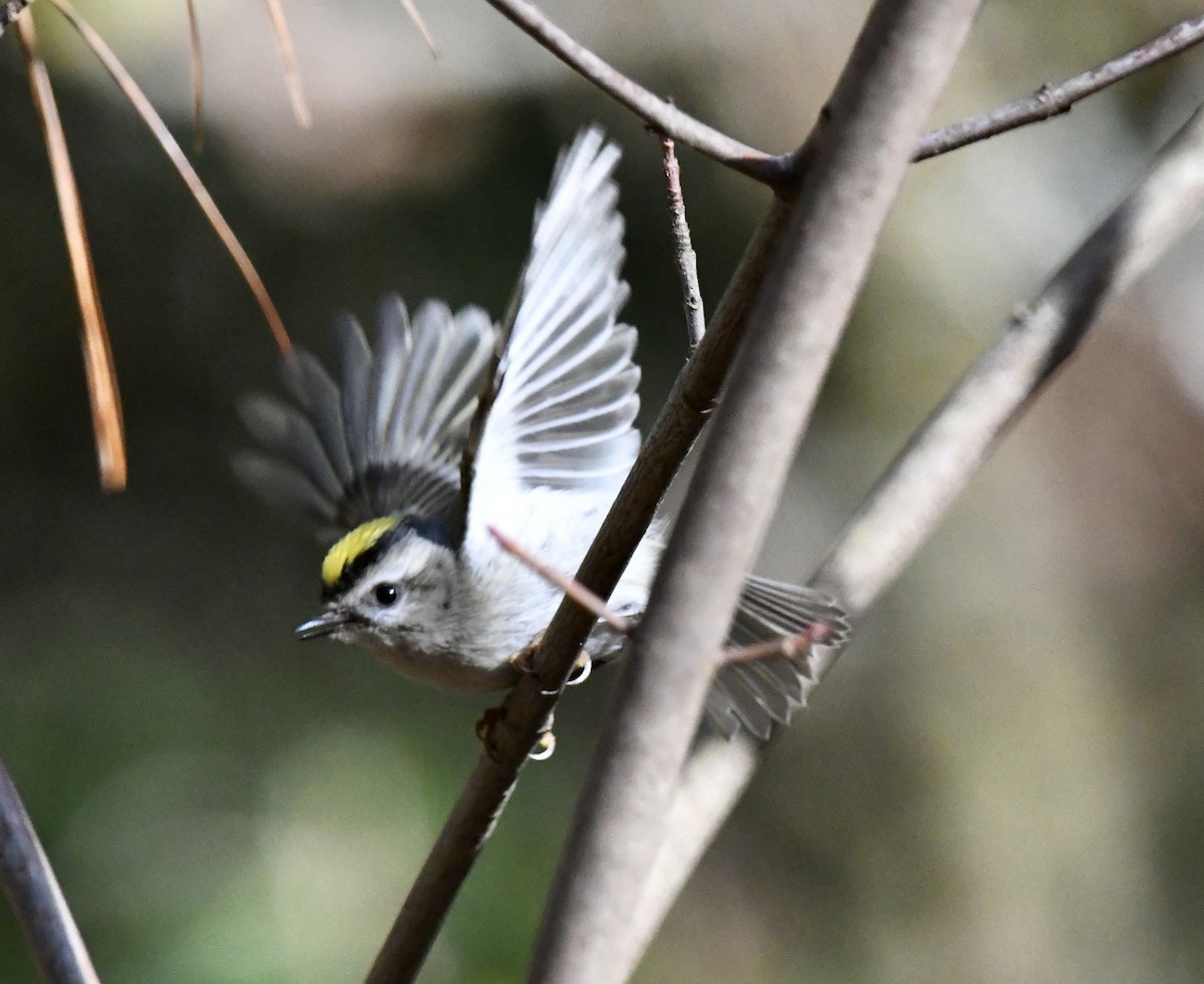 Golden-crowned Kinglet - ML646110130