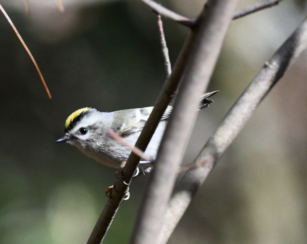 Golden-crowned Kinglet - ML646110131