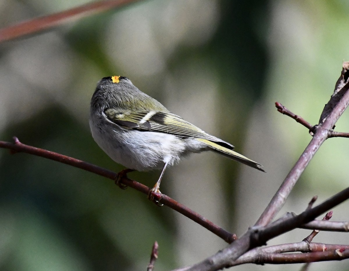 Golden-crowned Kinglet - ML646110132