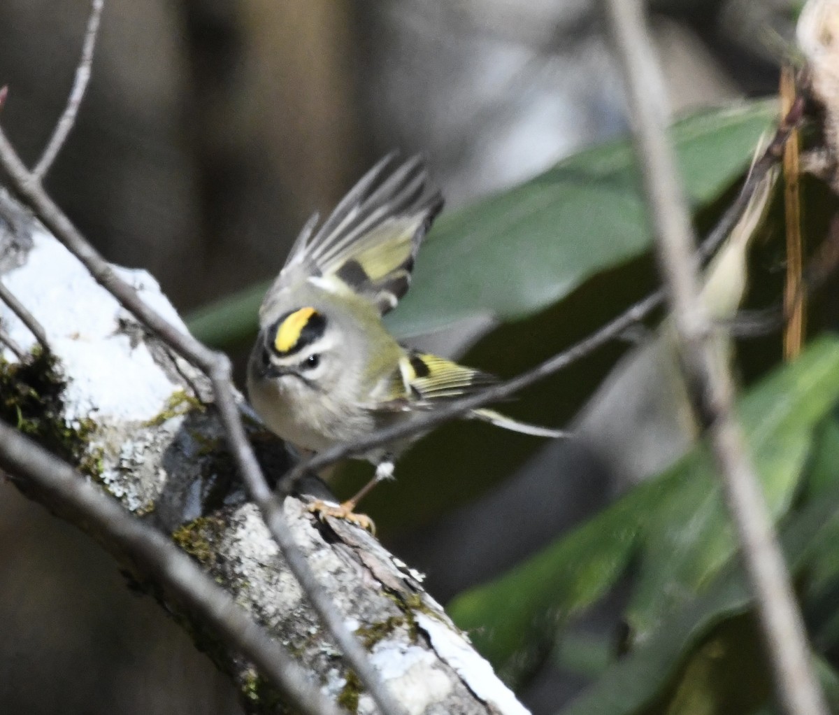 Golden-crowned Kinglet - ML646110133