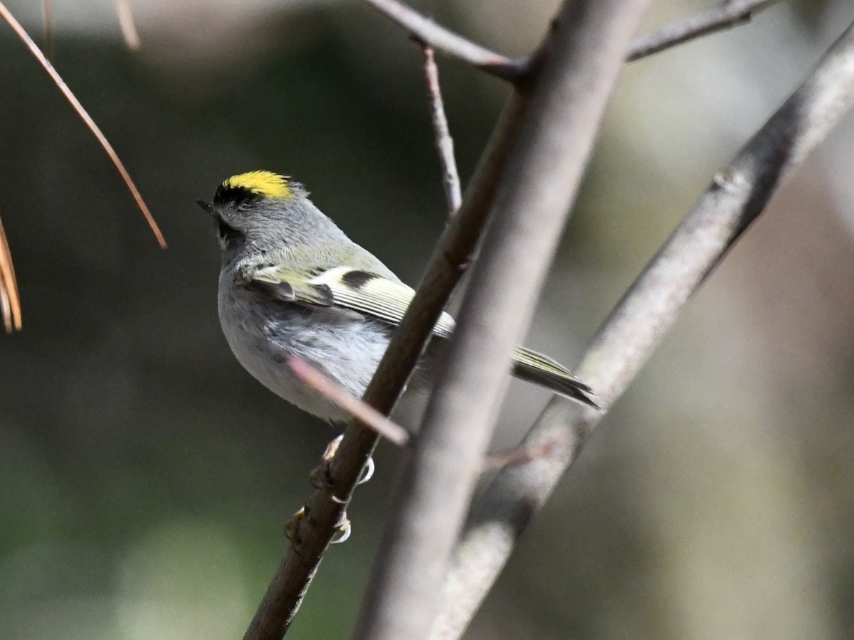 Golden-crowned Kinglet - ML646110134