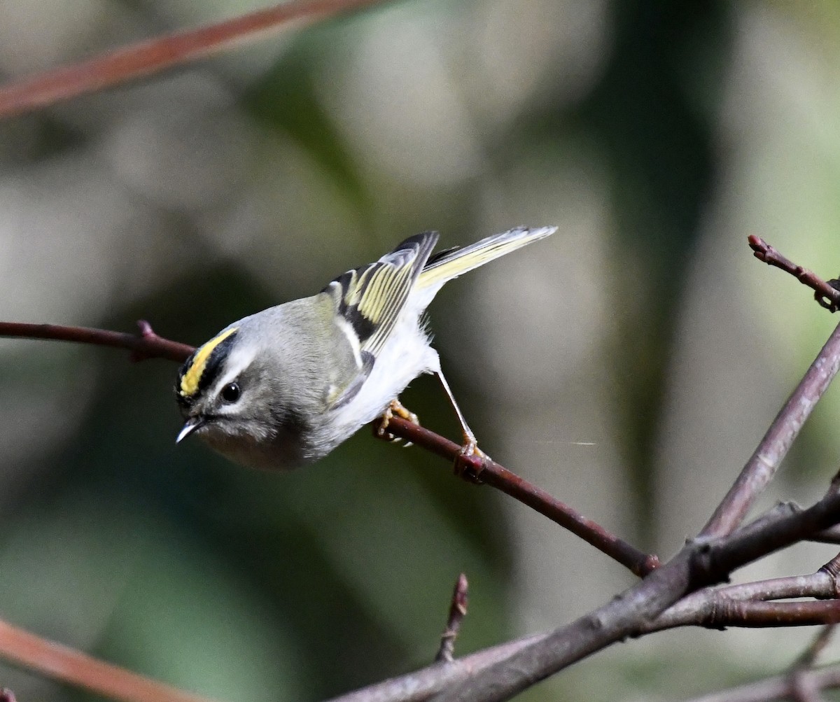 Golden-crowned Kinglet - ML646110135