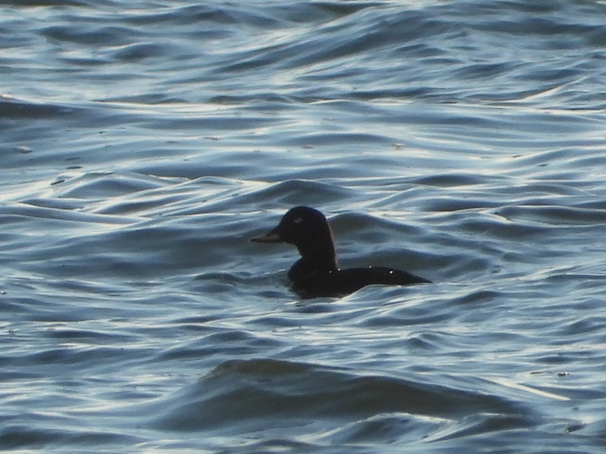 Velvet Scoter - ML646110137