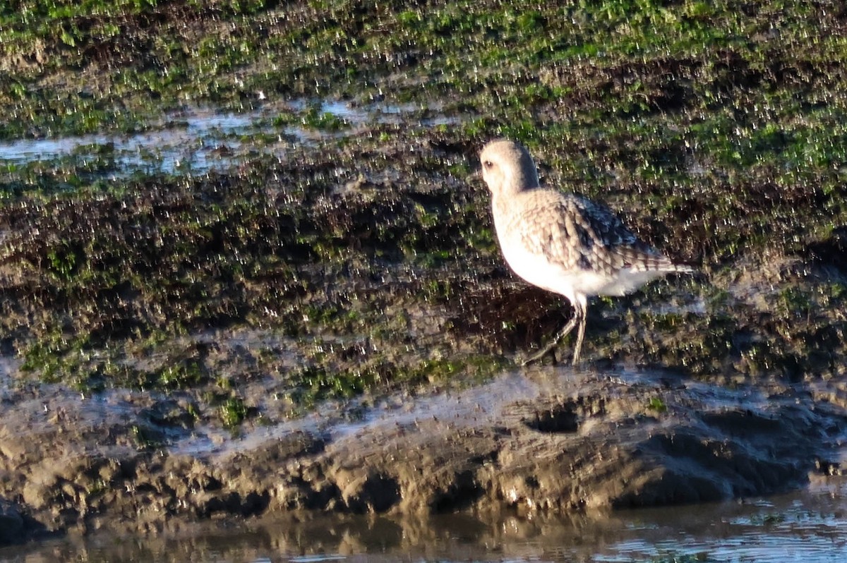 灰斑鴴 - ML646110138