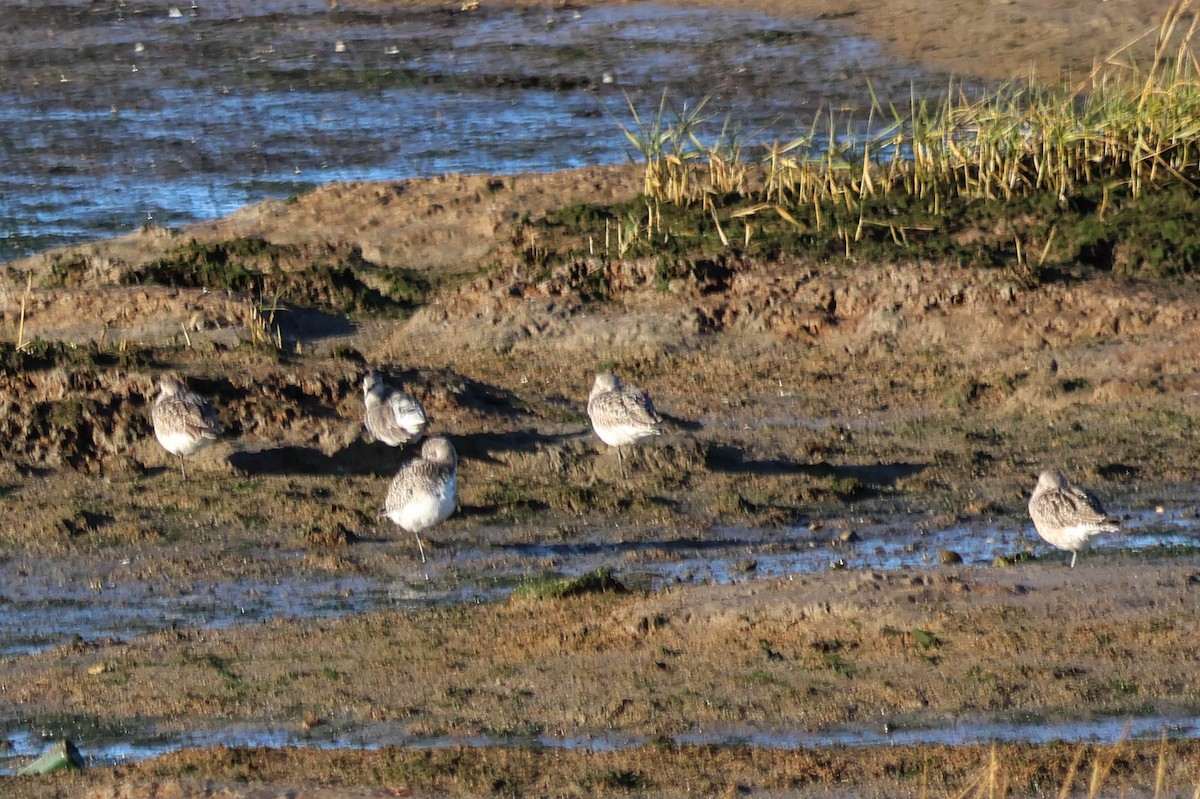 灰斑鴴 - ML646110139