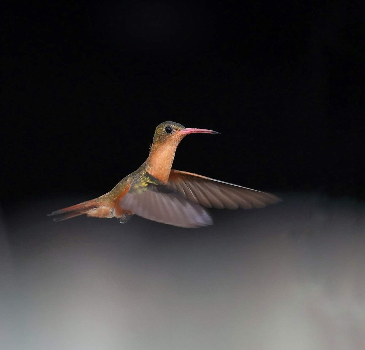 Cinnamon Hummingbird (Mainland) - ML646110140