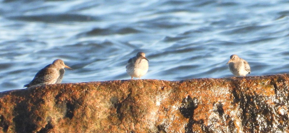 Purple Sandpiper - ML646110141
