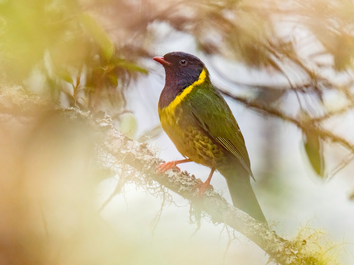 Band-tailed Fruiteater - ML646110142