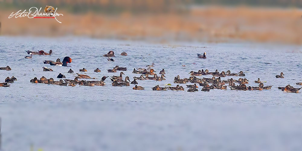 Northern Pintail - ML646110143