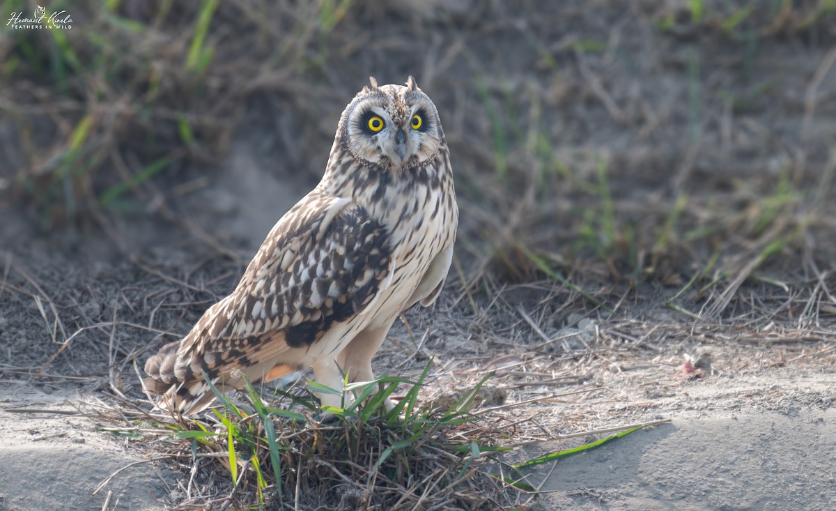 Zingira-hontza - ML646110160