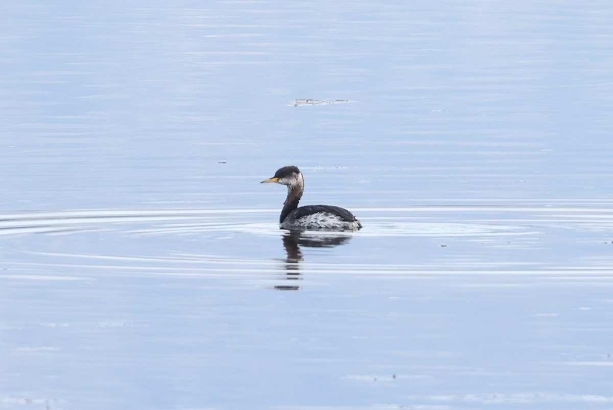 Пірникоза сірощока - ML646110170