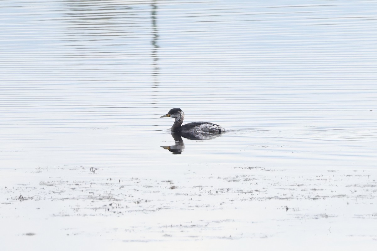 Пірникоза сірощока - ML646110171