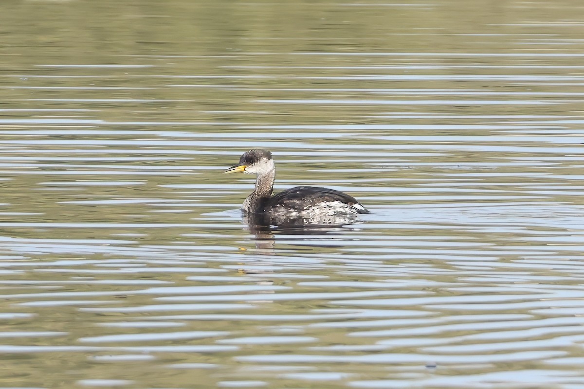 Пірникоза сірощока - ML646110172