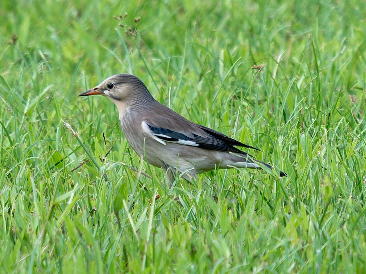Red-billed Starling - ML646110178