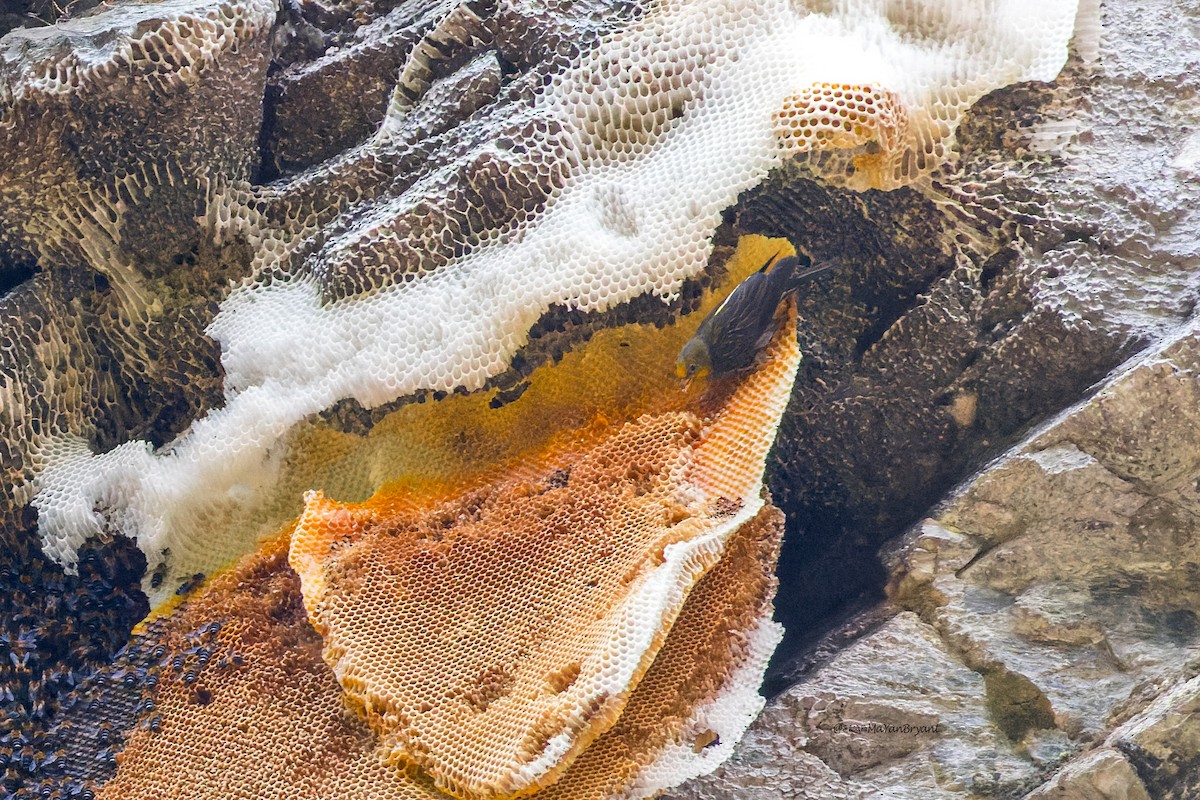 Yellow-rumped Honeyguide - ML646110179