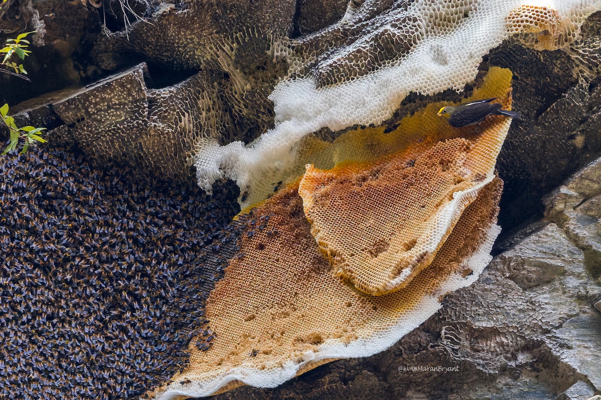 Yellow-rumped Honeyguide - ML646110180