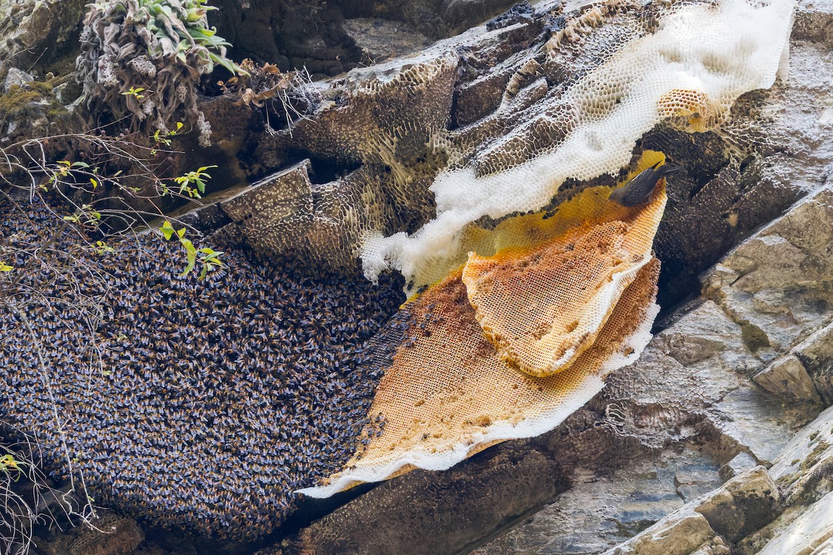 Yellow-rumped Honeyguide - ML646110181