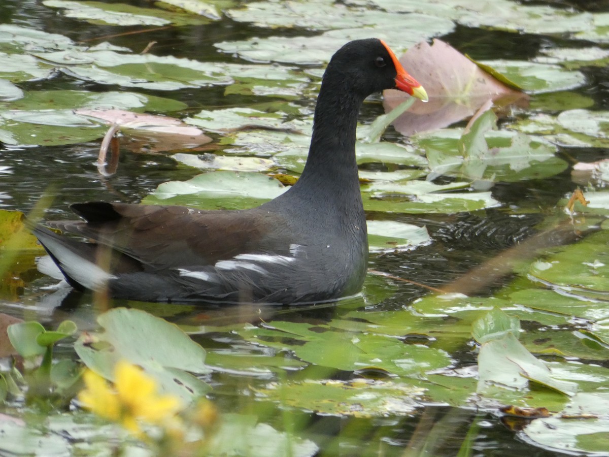 Common Gallinule - ML646110182