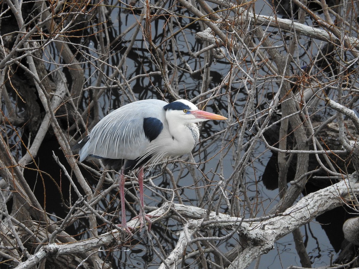 Gray Heron - ML646110183