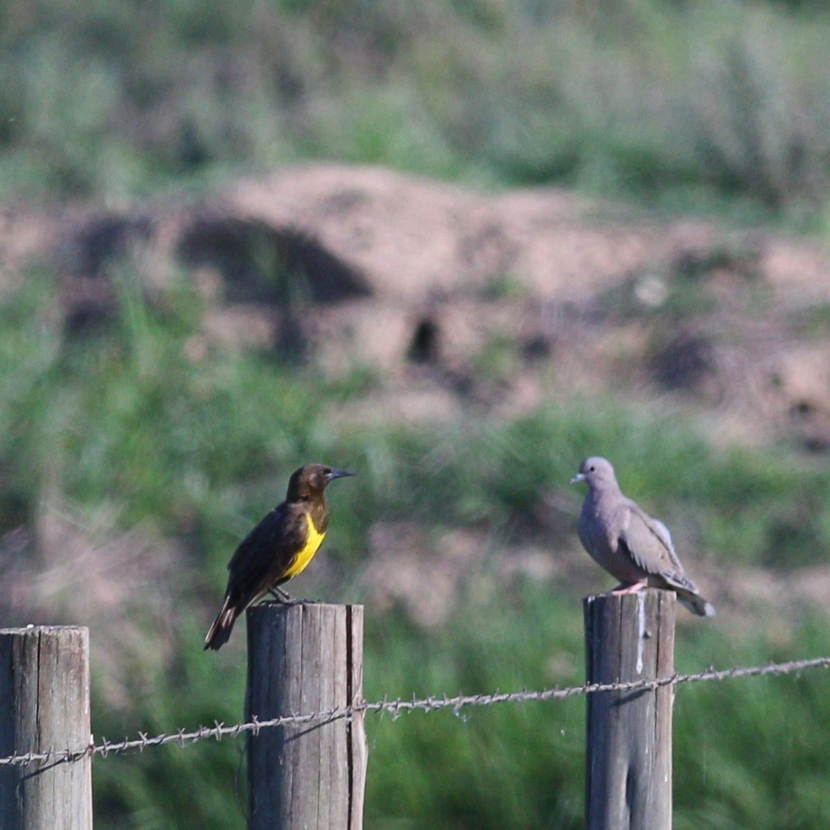Brown-and-yellow Marshbird - ML646110186